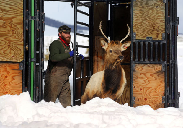 Elk Brucellosis Study